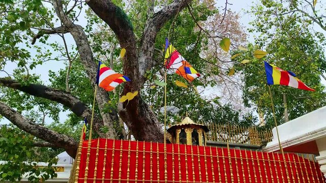 Jaya Sri Maha Bodhiya