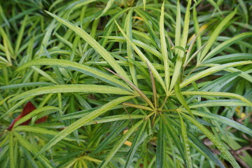 The leaves of the ararea plant (Osmoxylon lineare) are green during the day