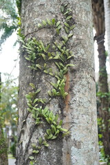 Small leaves growing on the trunk of a tree