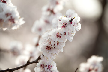 Apricot flowers bloom in spring