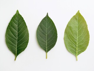 Obraz premium various green leaves showcasing different shades and textures