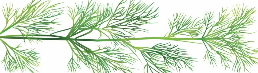 Fototapeta premium A delicate green herb with feathery leaves, resembling dill, displayed against a white background.