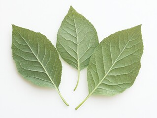 Fototapeta premium fresh green leaves on a white background for natural design and decoration