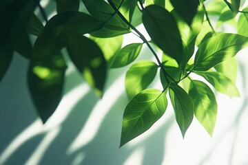 Fototapeta premium close-up of green leaves with soft light and shadows