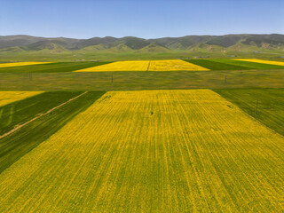 Obraz premium Rape blossoms in Qinghai Lake, China from above shot on drone