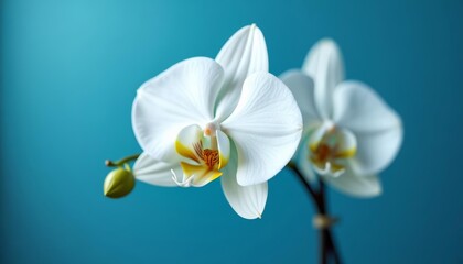 White orchid with yellow center on blue background