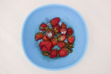 A blue bowl filled with strawberries, some showing signs of mold and decay