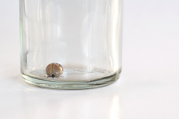 Captured deer tick sitting on the bottom of glass jar with copy space