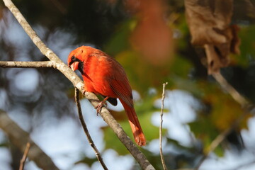Male northern cardinal red bird perched on a limb on a Fall Day against blurry background