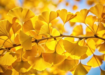 Vibrant Yellow Ginkgo Biloba Leaves Isolated on White Background for Autumn Aesthetic and Nature Photography