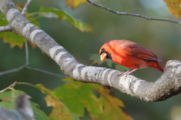 Male northern cardinal red bird perched on a limb on a Fall Day against blurry background
