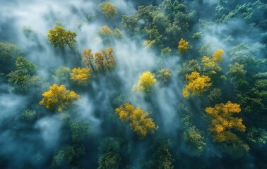 The scene captures the dense, lush green trees shrouded in a mystical layer of fog, creating a serene and tranquil atmosphere. The forest is rich with various shades of green.