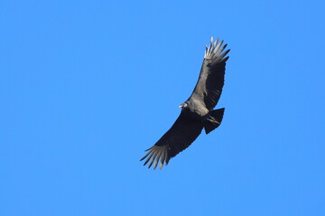 Vulture, turkey buzzard against blue sky inflight. 