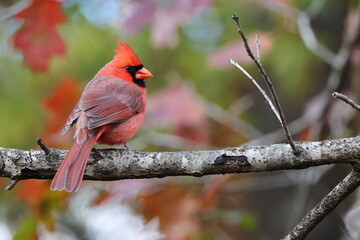 Male northern cardinal red bird perched on a limb on a Fall Day against blurry background