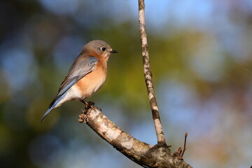 Blue bird perched against blue, blurry background. 