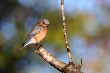 Blue bird perched against blue, blurry background. 