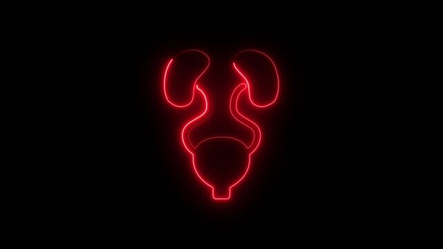 Neon, Glowing urinary system animation on black background. Urinary system anatomy isolated.