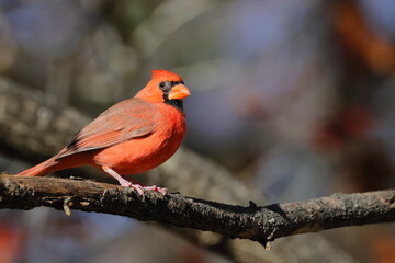 Male northern cardinal red bird perched on a limb on a Fall Day against blurry background