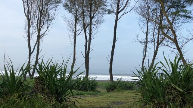 The sea pine or eru is one type of pine from the Casuarina group. This plant also has other names, namely Australian pine and beach she-oak.