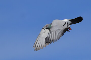 Pigeons flying off roof top against blue sky. 