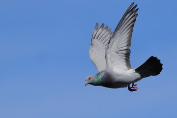 Pigeons flying off roof top against blue sky. 