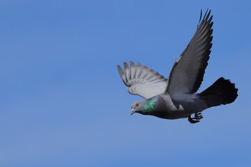 Pigeons flying off roof top against blue sky. 