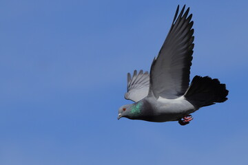 Pigeons flying off roof top against blue sky. 