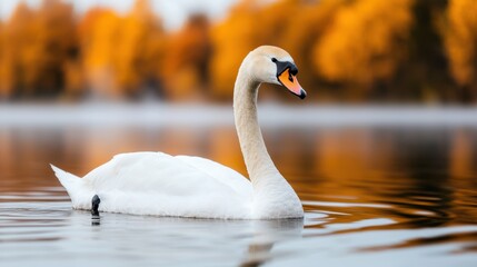 Obraz premium Majestic Swan Swimming in Calm Water Surrounded by Autumn Trees