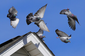 Pigeons flying off roof top against blue sky. 