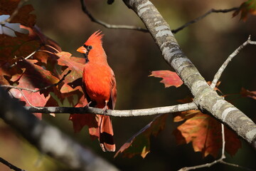 Male northern cardinal red bird perched on a limb on a Fall Day against blurry background