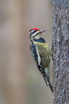 Yellow bellied sapsucker woodpecker on tree against blurry background. 