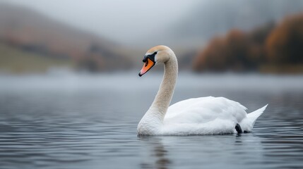 Fototapeta premium Elegant Swan Gliding on Misty Lake in Calm Natural Environment