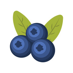 Blueberry Vector Illustration