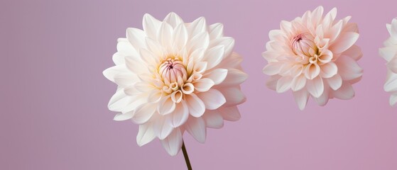 delicate flowers with soft petals against a pastel background