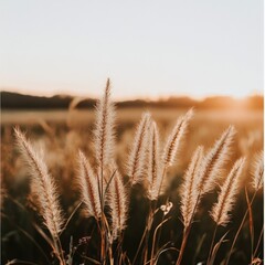 soft sunlight illuminating tall grass in a serene landscape