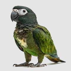 Obraz premium Vibrant Green Parrot with Distinctive Facial Markings Posing Against a Light Background, Showcasing Colorful Feathers and Unique Features of a Tropical Bird