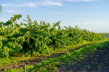 Fototapeta premium A row of trees with green leaves and a field in the background