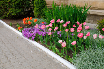 Flowers in a flower bed tulips. Greening the urban environment. Background with selective focus