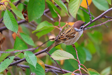 A brown and white bird is perched on a branch of a tree