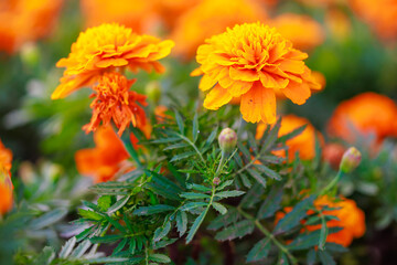bunch of orange flowers with green leaves