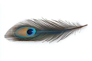Obraz premium Excellent quality peacock feather isolated on a white backdrop. Generative Ai