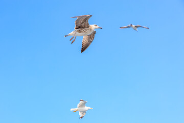 Two seagulls flying in the sky, one of them is flying higher than the other