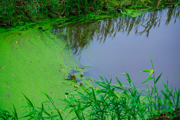A pond with green algae floating on the surface