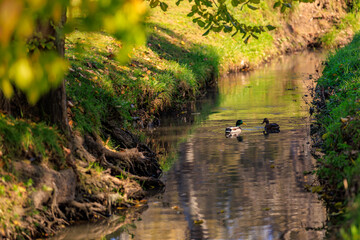 Two ducks swimming in a river