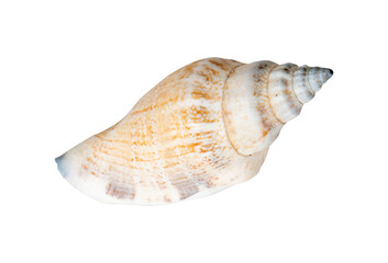 seashell on white background isolated for ocean design element