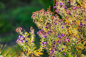 A field of purple flowers with some yellow flowers in the background