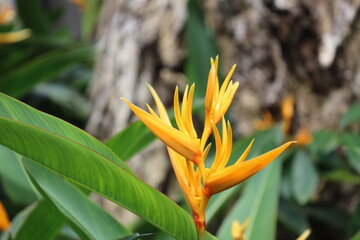 close-up macro single bright yellow red flower with many points and large medium-green leaf