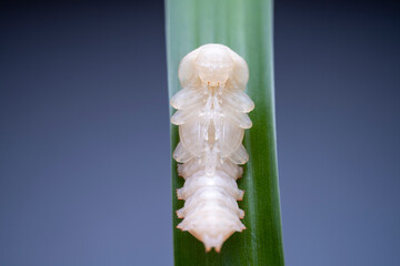 ground beetle pupa in the wild state