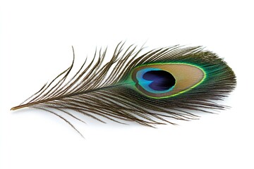 Fototapeta premium Excellent quality peacock feather isolated on a white backdrop. Generative Ai