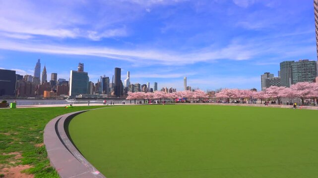 NEW YORK, NEW YORK - USA - APRIL 9: Yoshino Cherry blossoms are in full bloomed toward Midtown Manhattan skyscraper at Hunter&rsquo;s Point South Park beside East River at Long Island City, Queens, New York